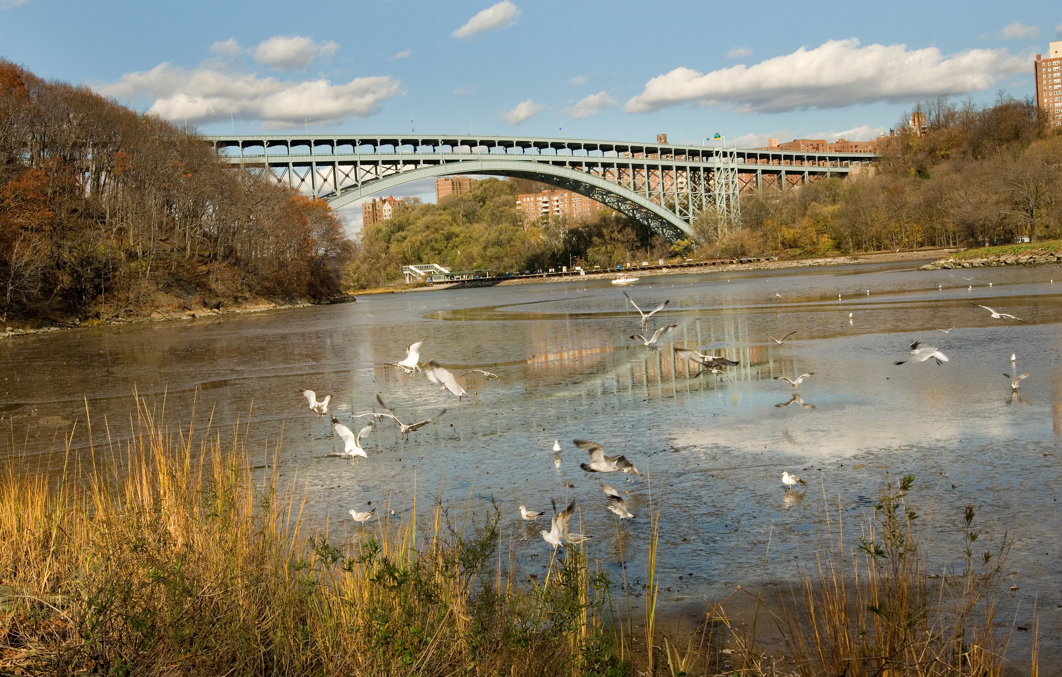 Birds flock along the water's edge with shrubbery in the foreground and the Henry Hudson bridge in the background.