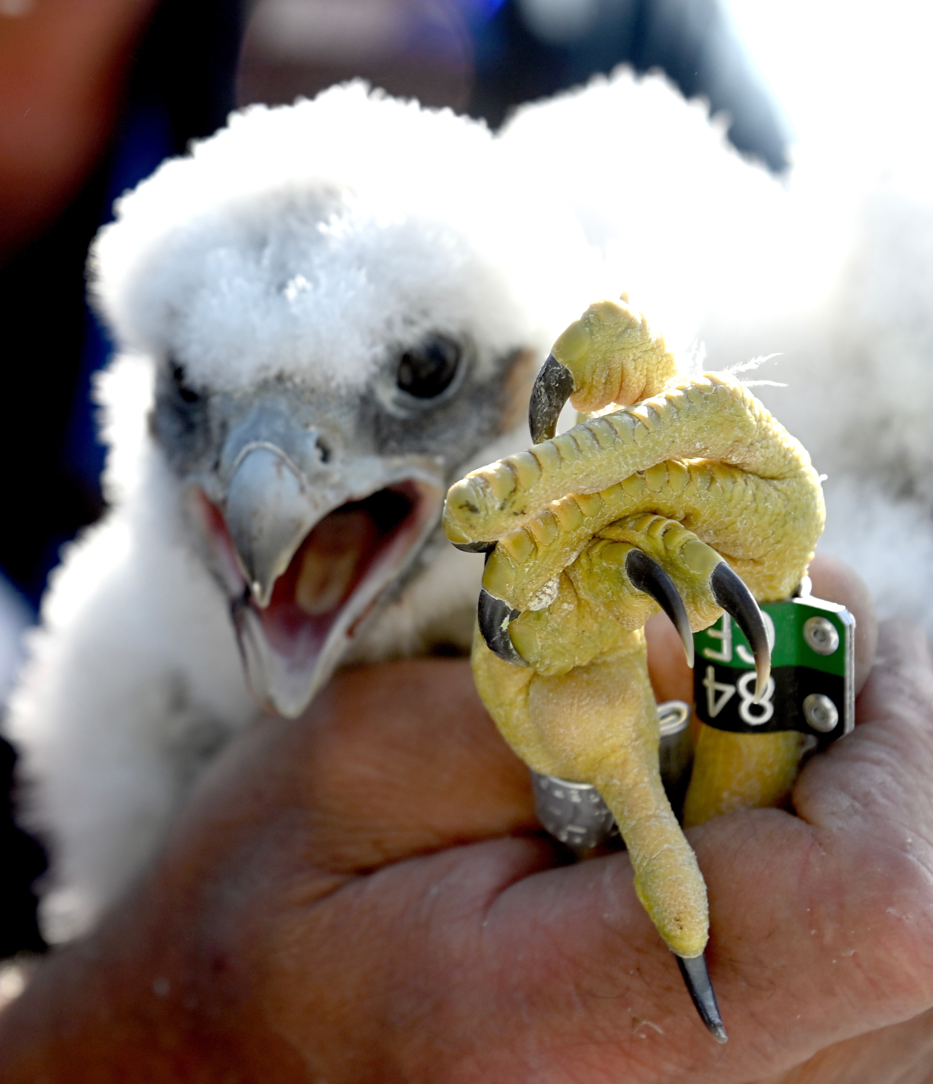 Three Peregrine Falcon Chicks Are Hatched and Banded at MTA Bridges and Tunnels