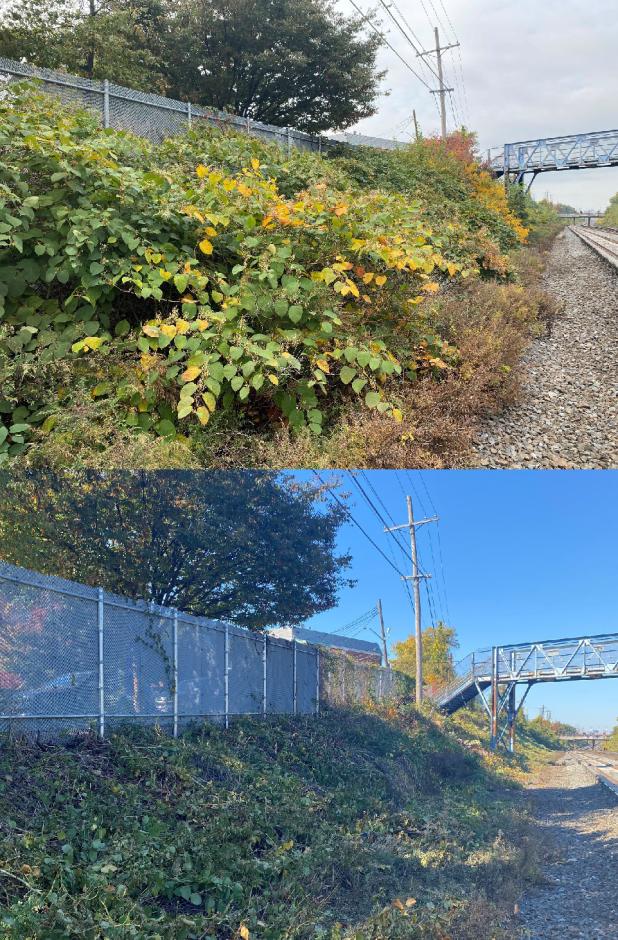 Two pictures along LIRR tracks at Elmhurst: before and after vegetation management