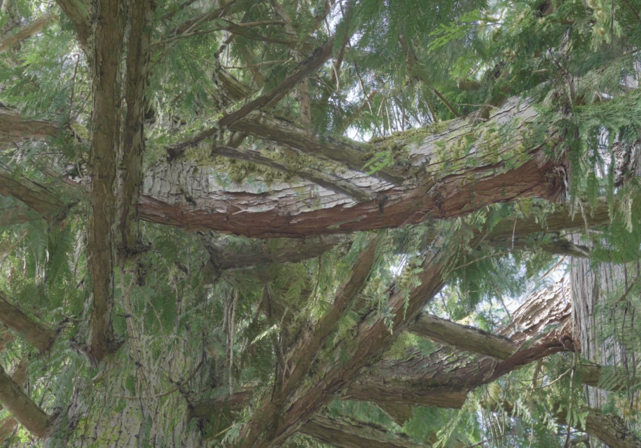 Branches of lush cedar intersect at various points.