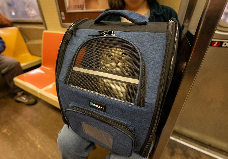 A cat in a carrier on the subway