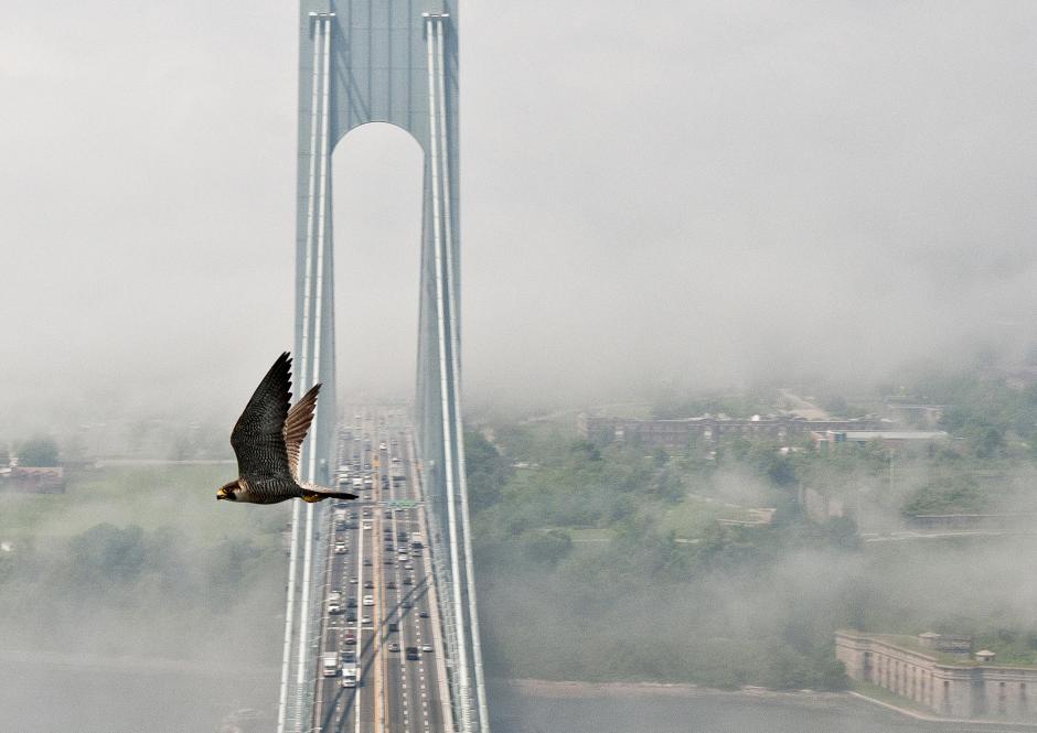 A falcon flies in front of a bridge, seen from above with cars visible on the bridge. Clouds cloak the background.