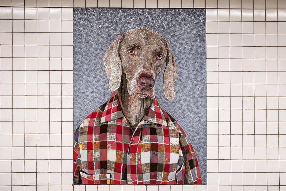 A photograph featuring a straight-on shot of an artwork mosaic that shows a grey dog wearing a red plaid shirt on a blue background.  